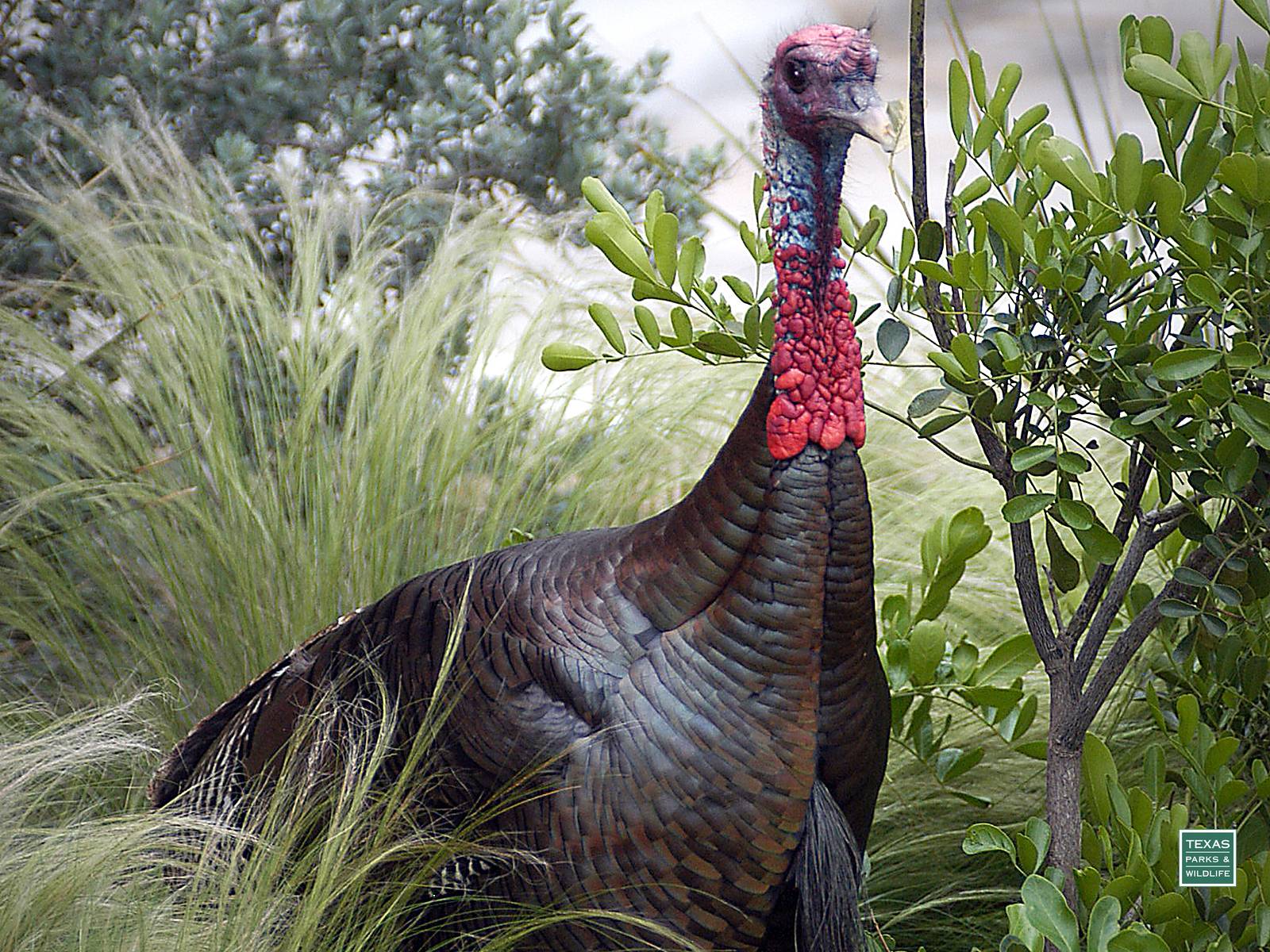 image For > Turkey Hunting Wallpaper