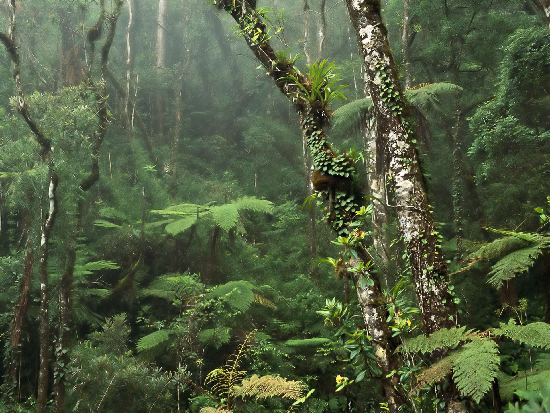 Desktop Wallpaper · Gallery · Nature · Rainforest. Free