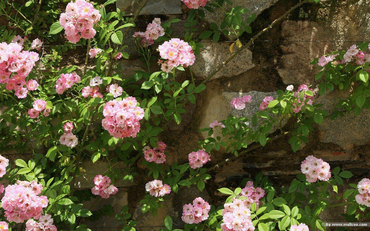 Beautiful Japanese Garden wallpaper 1280x800 NO.24 Desktop