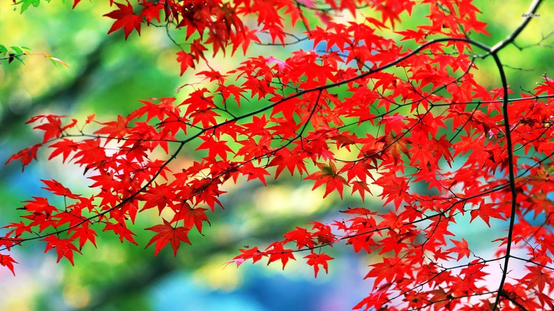 Top Red Leaves Wallpaper Wide Background
