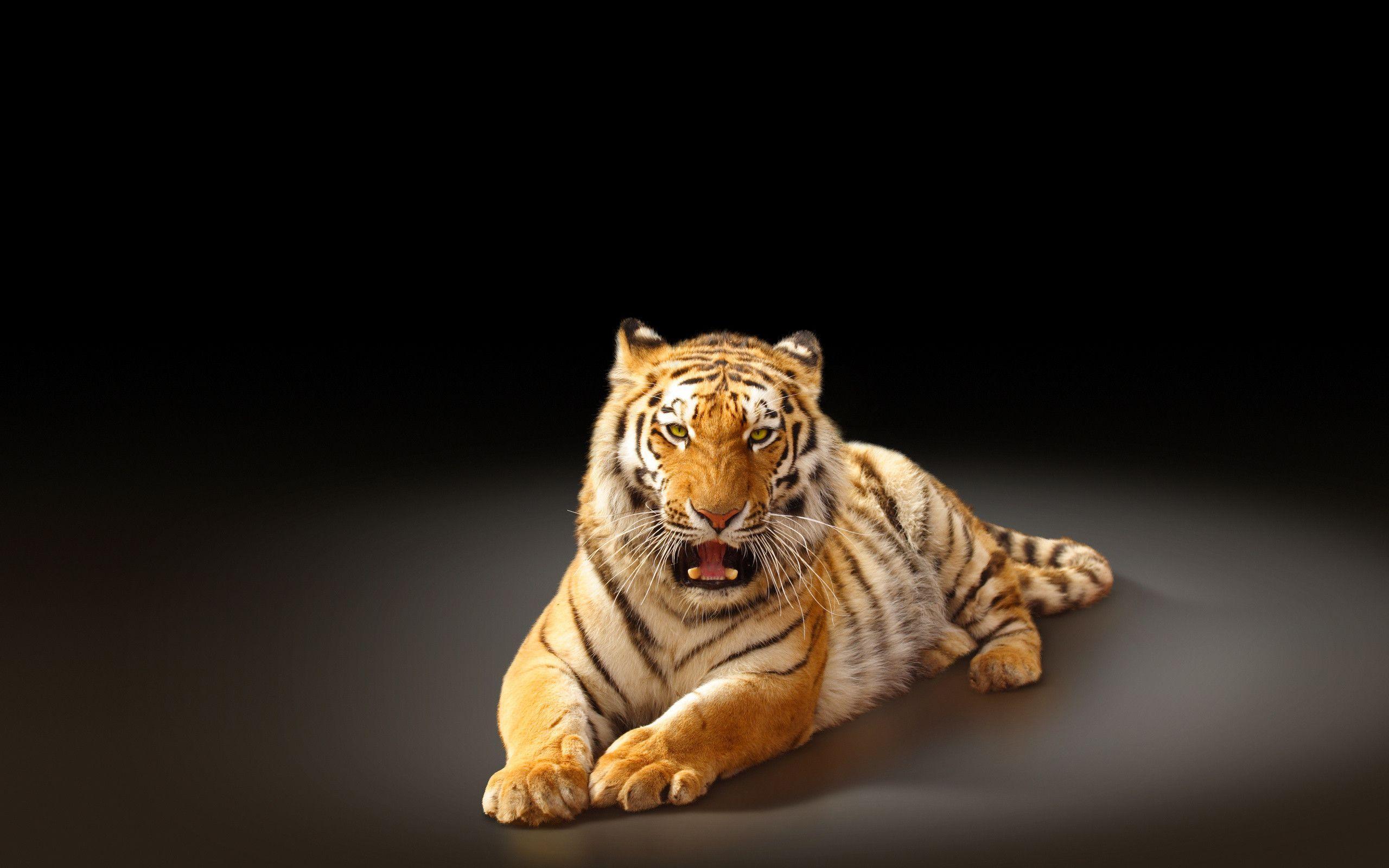 Siberian tiger big cat f wallpaperx1600