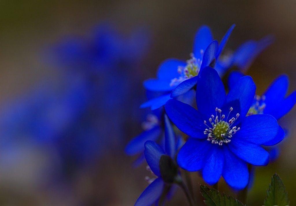 Blue Flowers. Flowers Picture