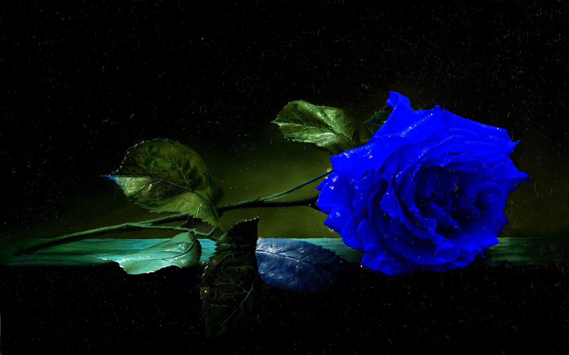 Blue Wallpaper Flowers Rose - Blue Rose Wallpaper HD | PixelsTalk.Net