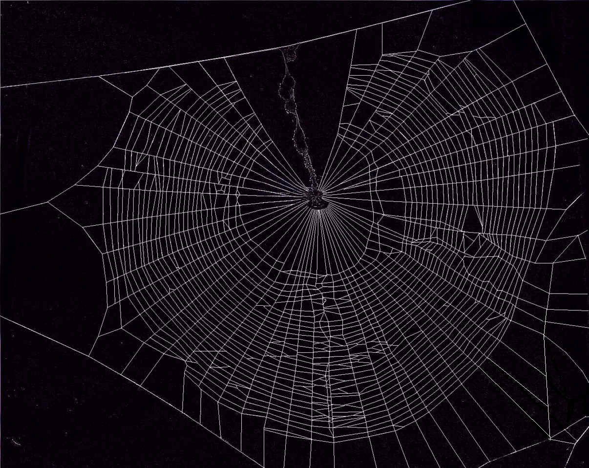 Spider on a Spider Web Wallpaper Wallpaper Inn