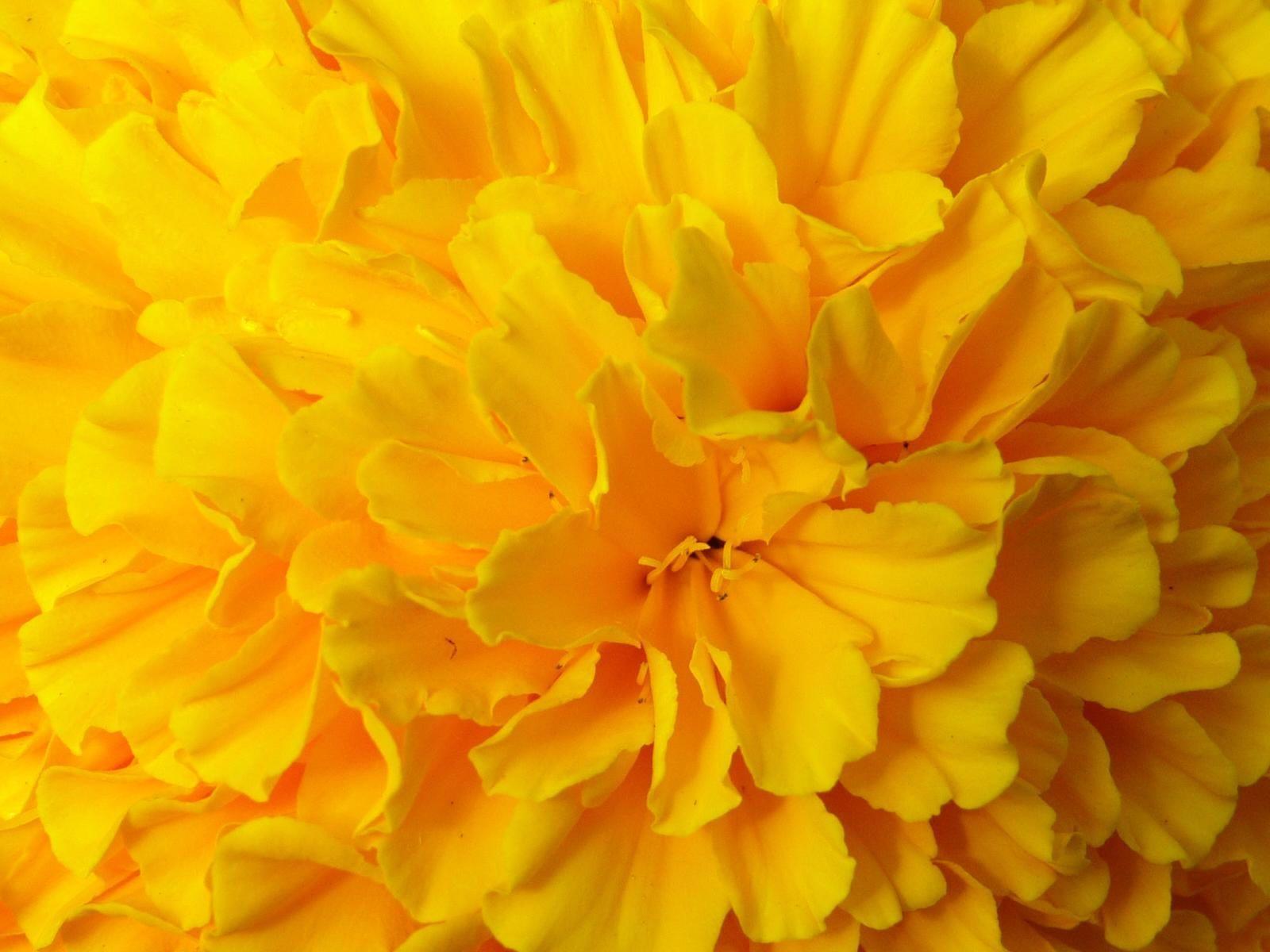 Flowers For > Yellow Flower Wallpaper Designs