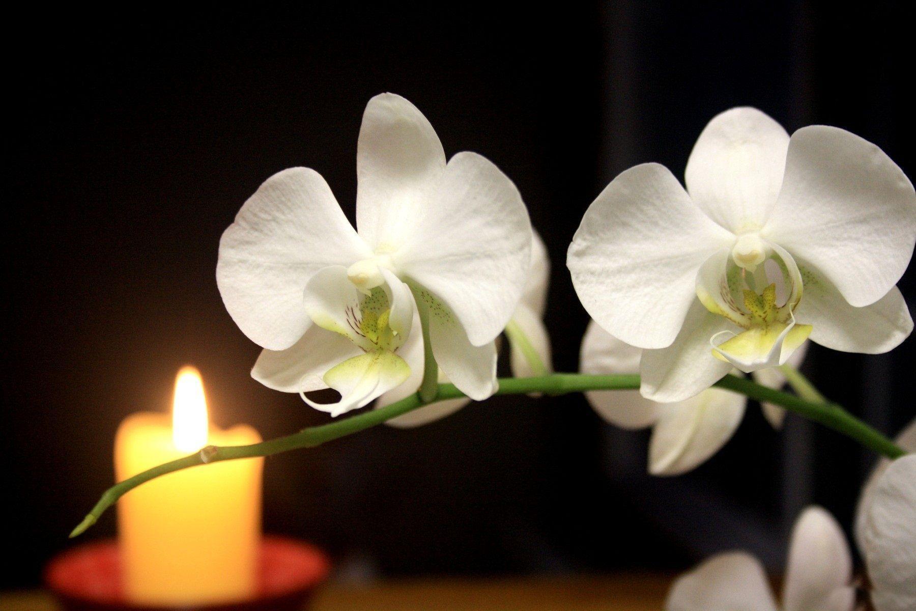Flowers For > White Orchid Flower Wallpaper