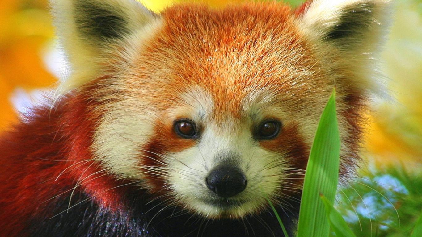 Pix For > Red Panda Cartoon Wallpaper