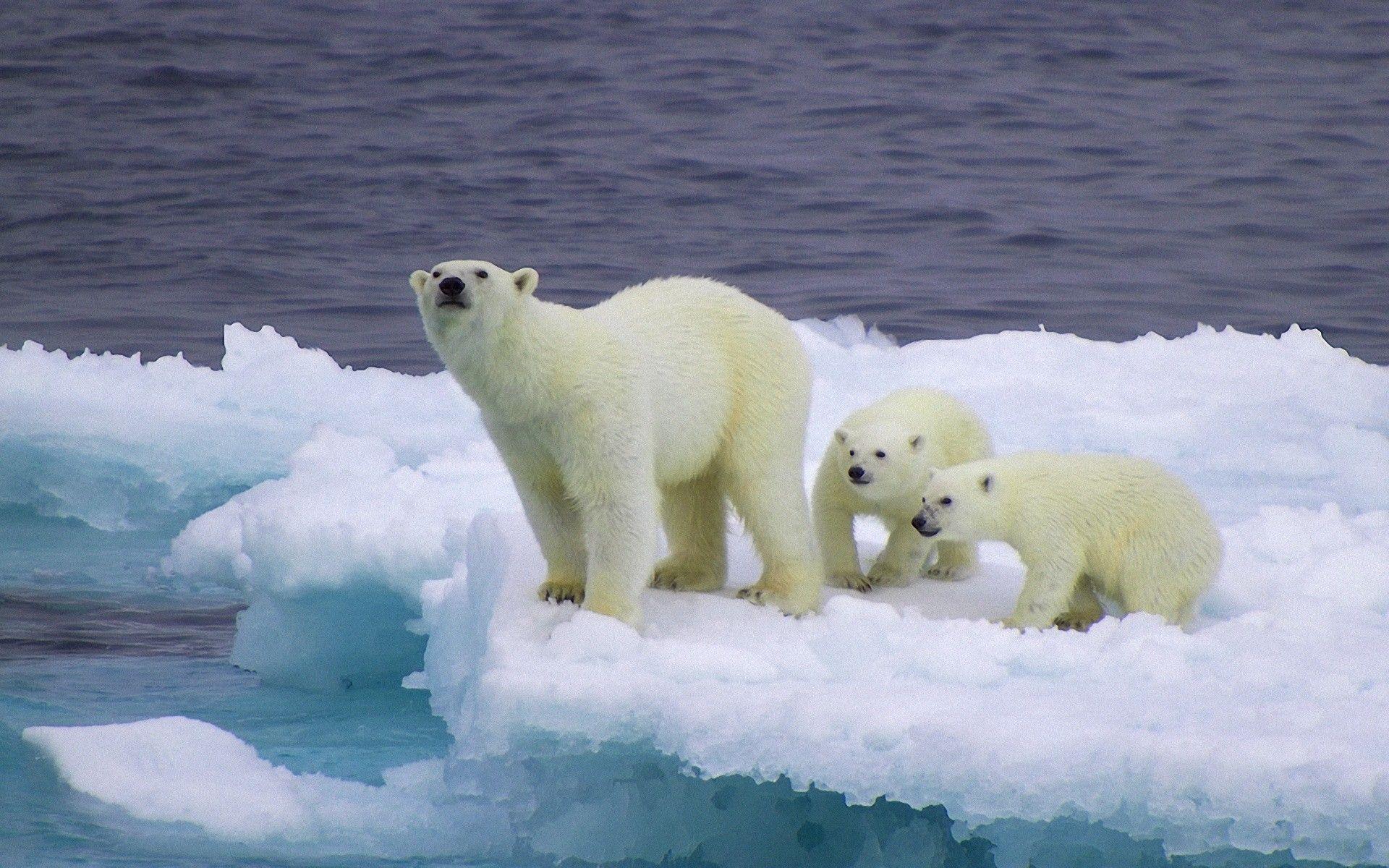 image For > Baby Polar Bear Wallpaper