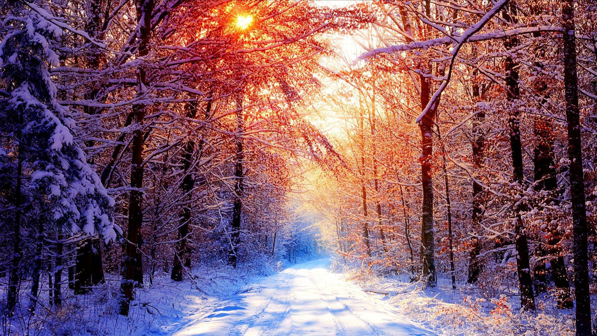 Snowy Forest Road Nature