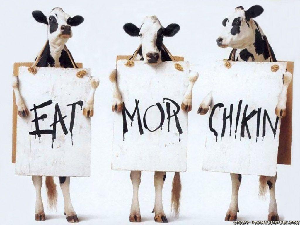 Funny Cow Wallpaper