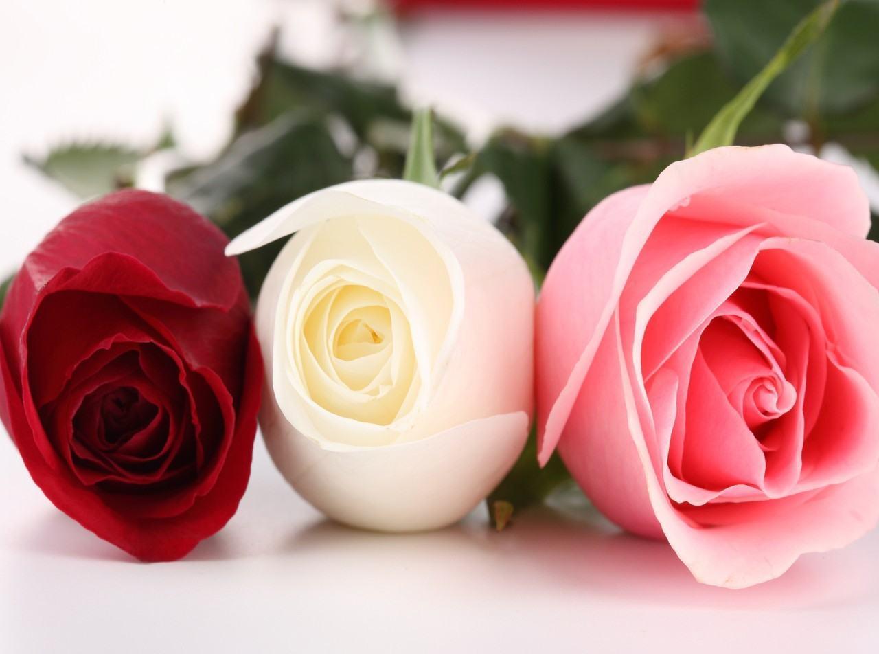 White Roses Picture Flowers Wallpaper Red HD Wallpaper & Backg