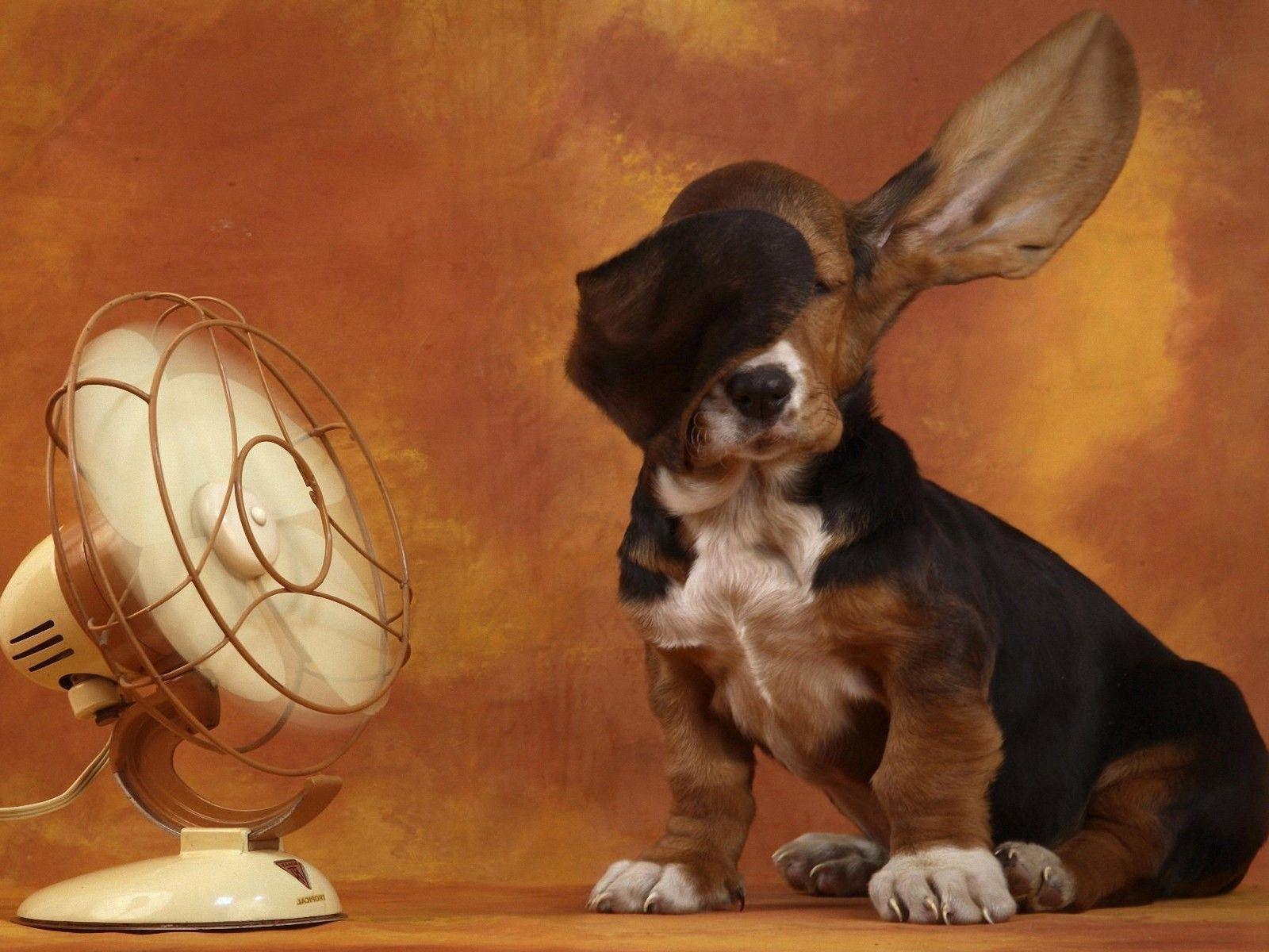 Cool Background Image Funny Dog, Wallpaper, HD Wallpaper, Cool