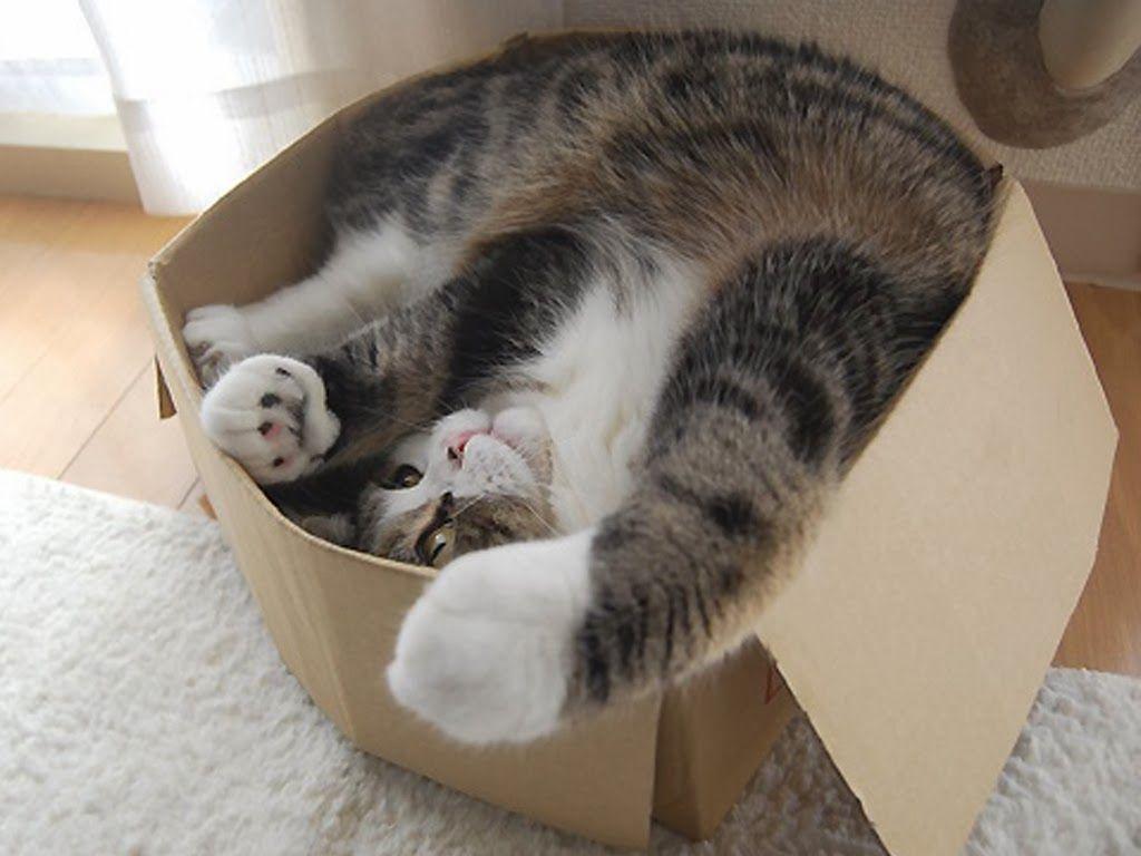 Maru Cat