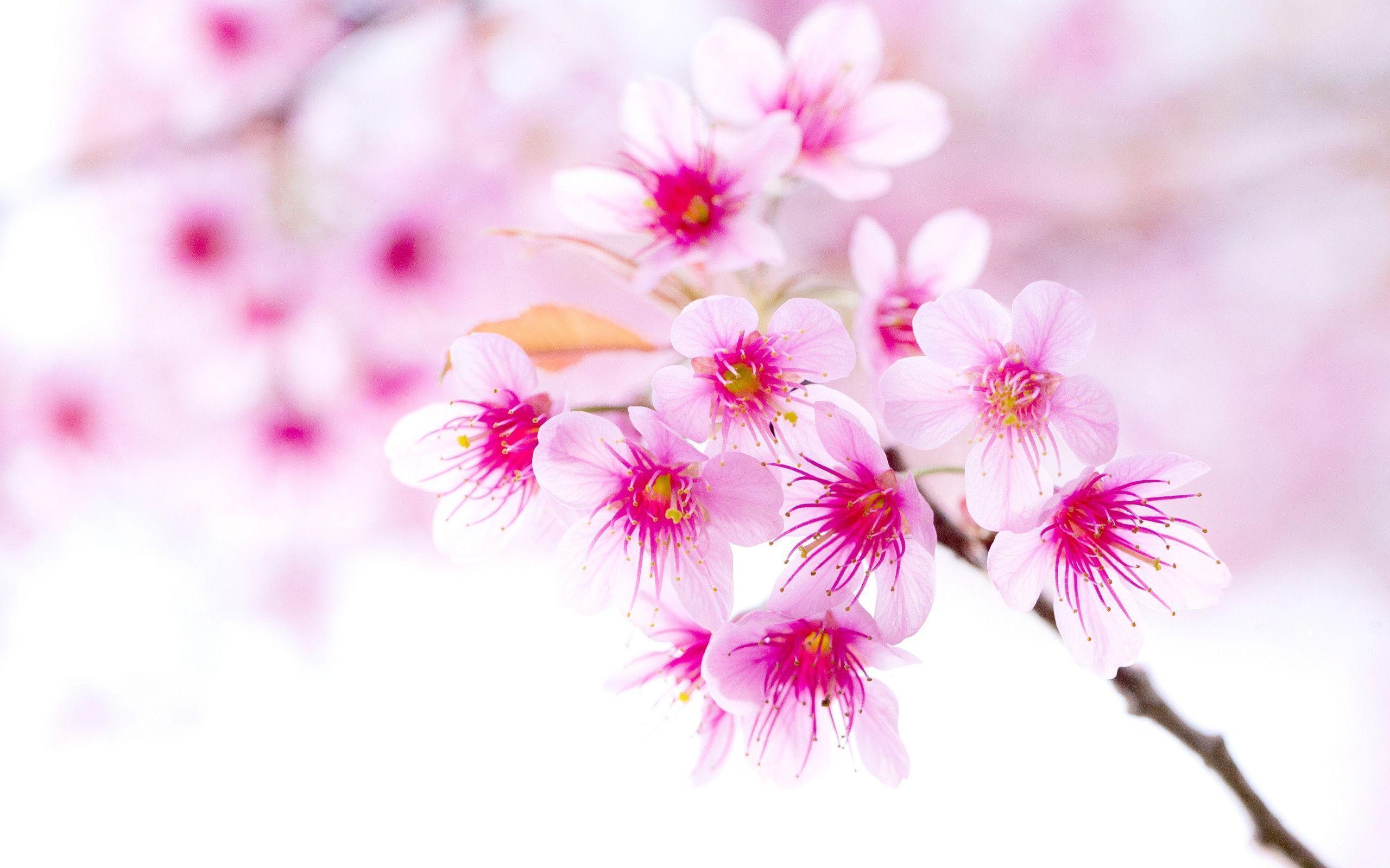 cherry_blossom_pink_sakura_