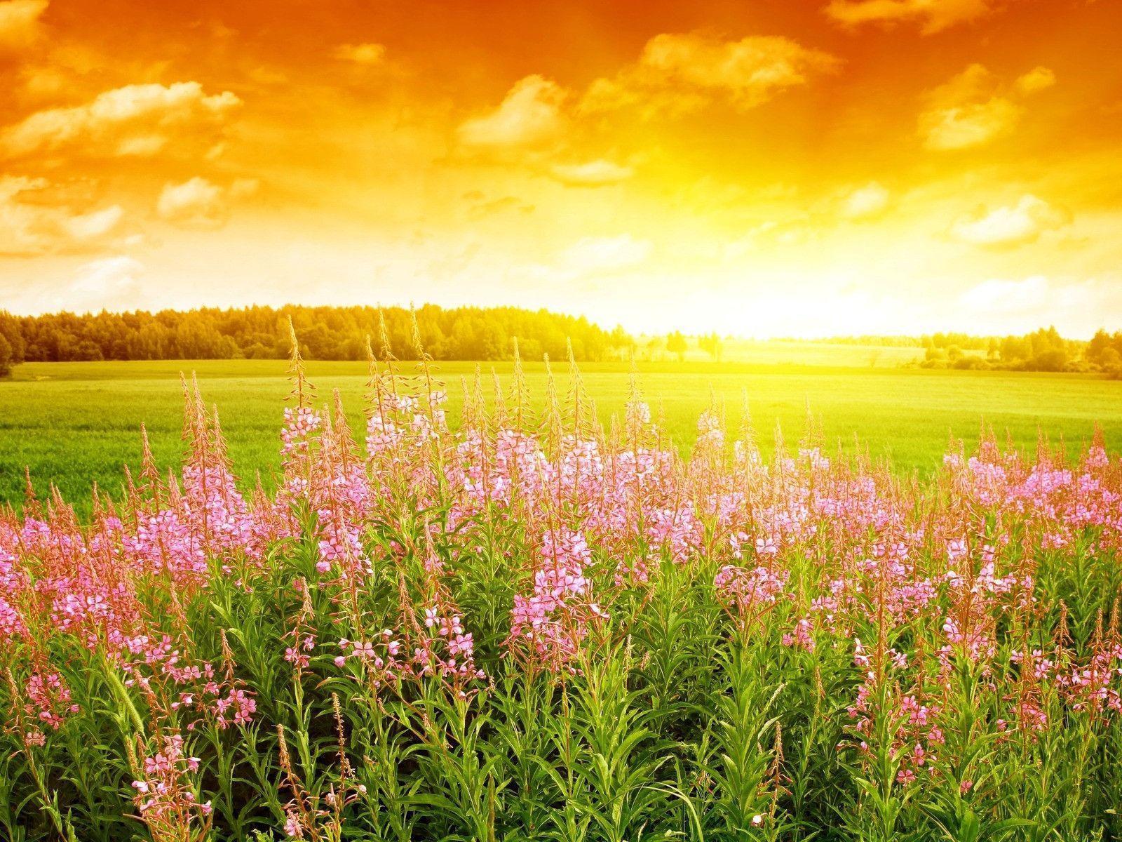 Summer Flowers Background Picture 5 HD Wallpaper. Hdimges