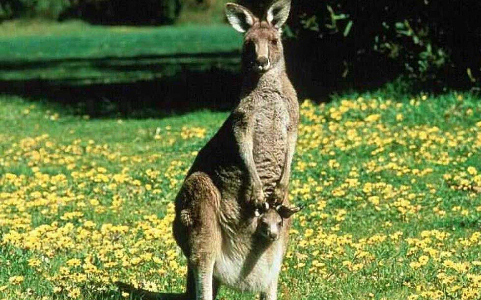 Kangaroo desktop wallpaper