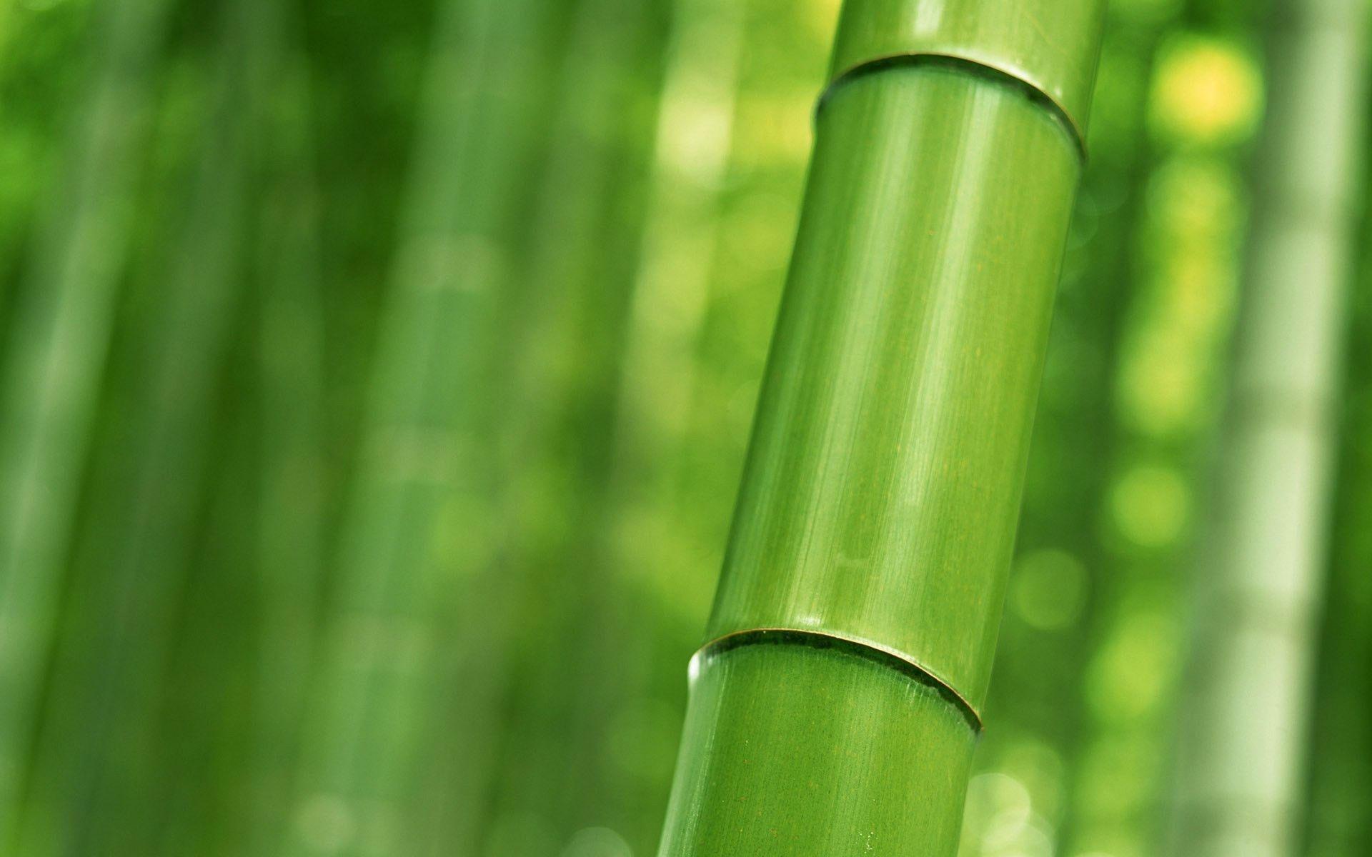 Background Bamboo Green HD Wallpaper, Wallpaper, HD Wallpaper