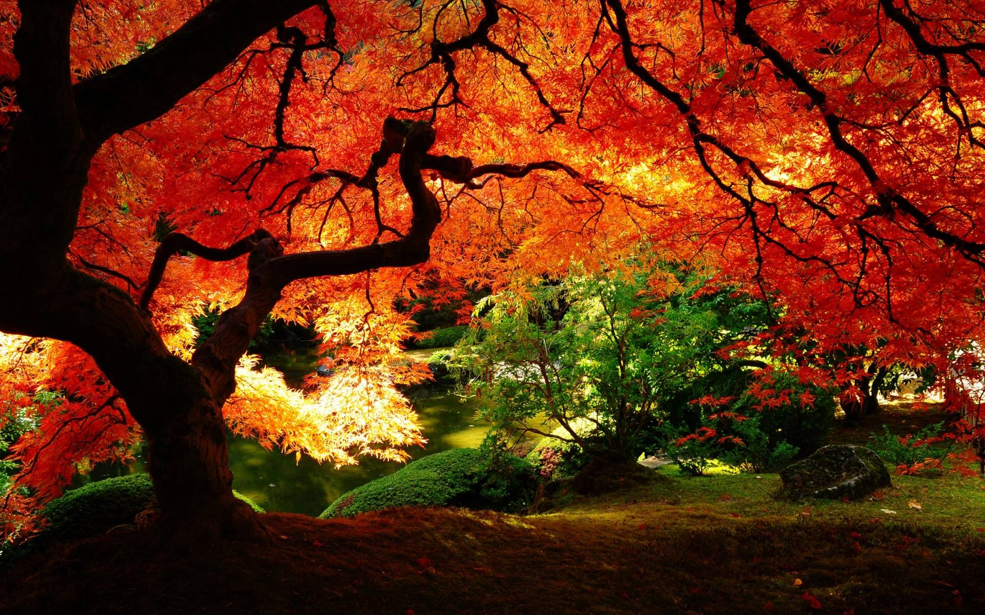 Beautiful Autumn Red Leaves HD Wallpaper Definition Wallpaper