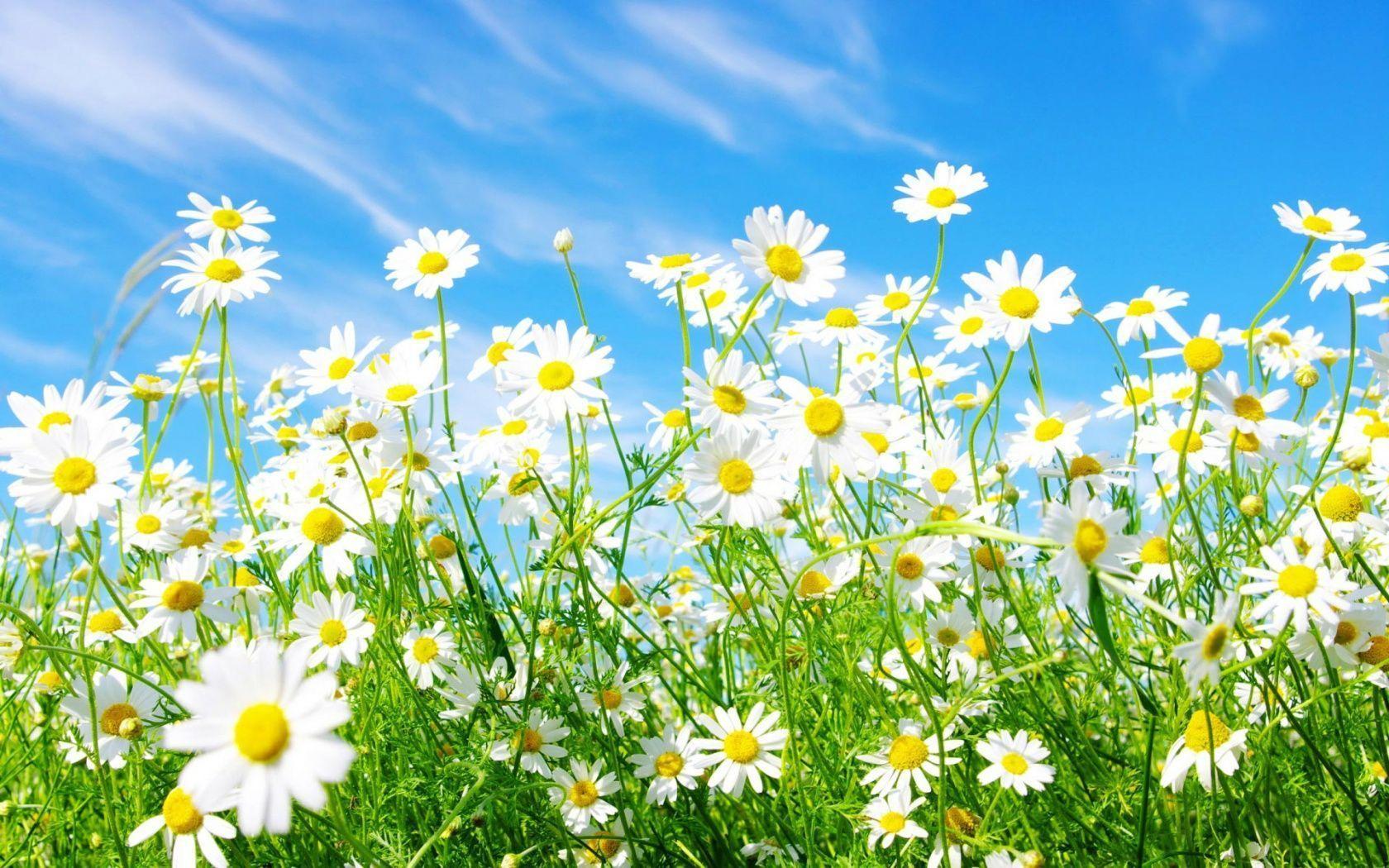 Spring Background. HD Background Point