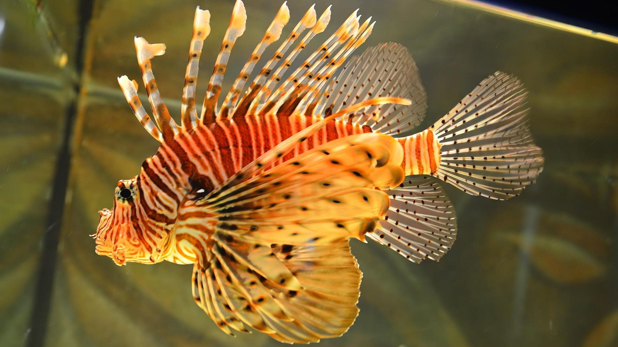 Lionfish Wallpapers - Wallpaper Cave