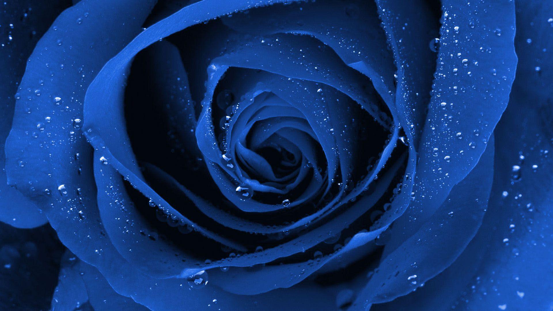 Free Morning Dew On Blue Rose Wallpaper, Free Morning Dew On Blue
