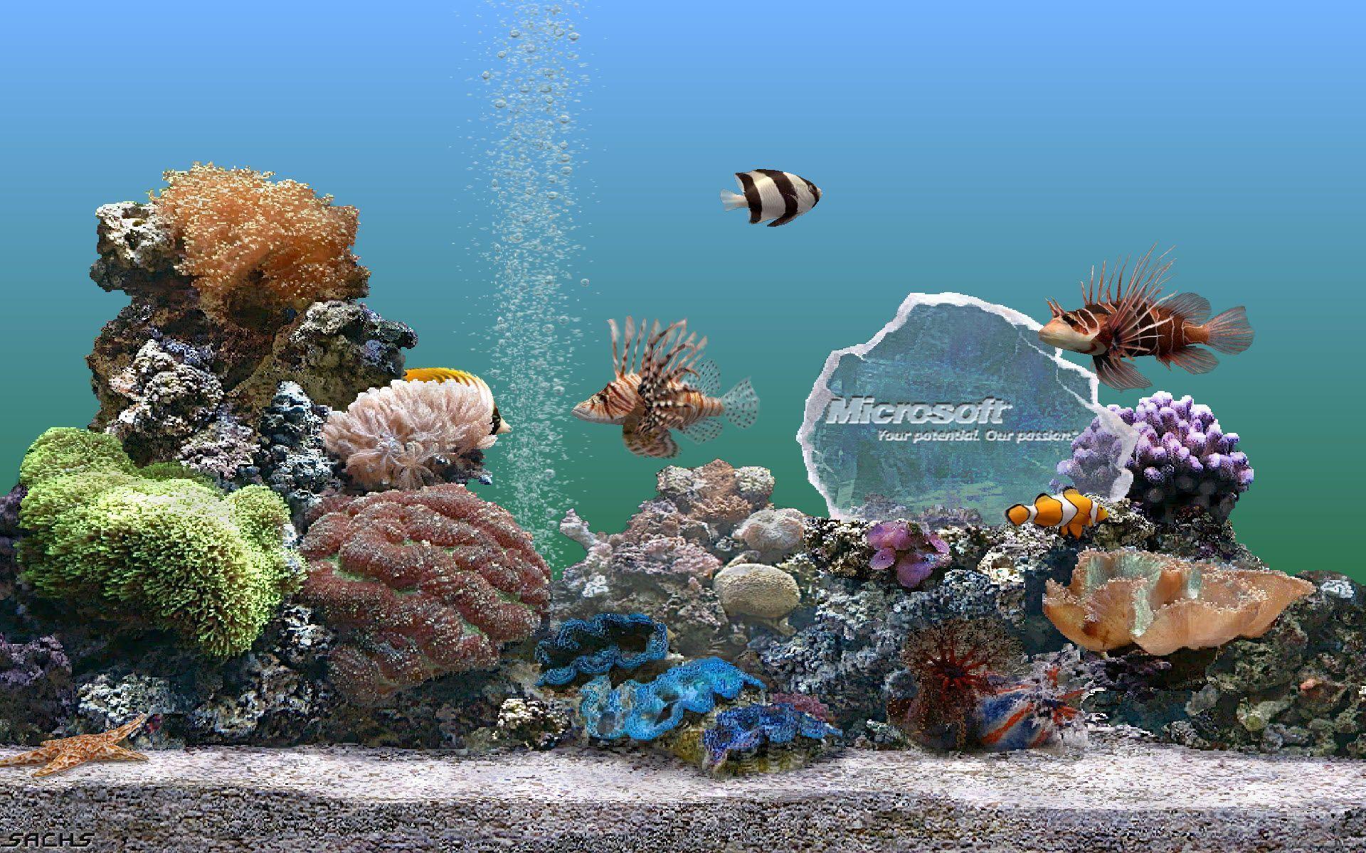 Screensaver wallpaper original aquarium computer desktop