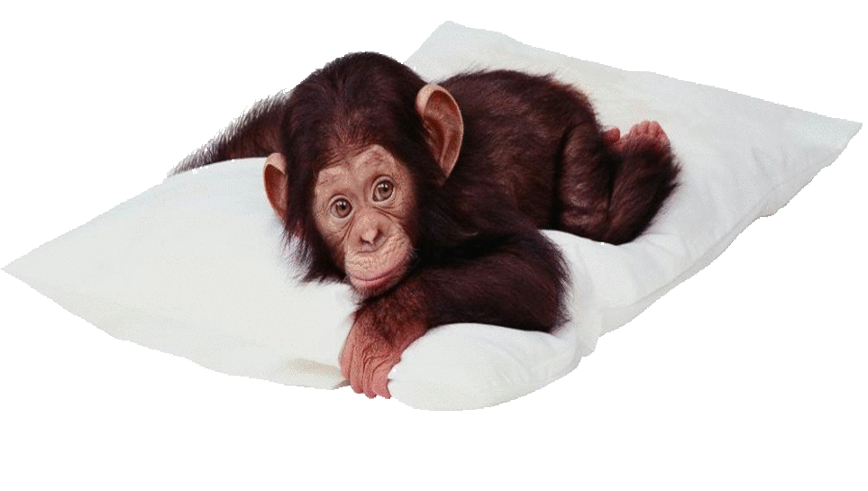 Monkey Photo and Picture Items