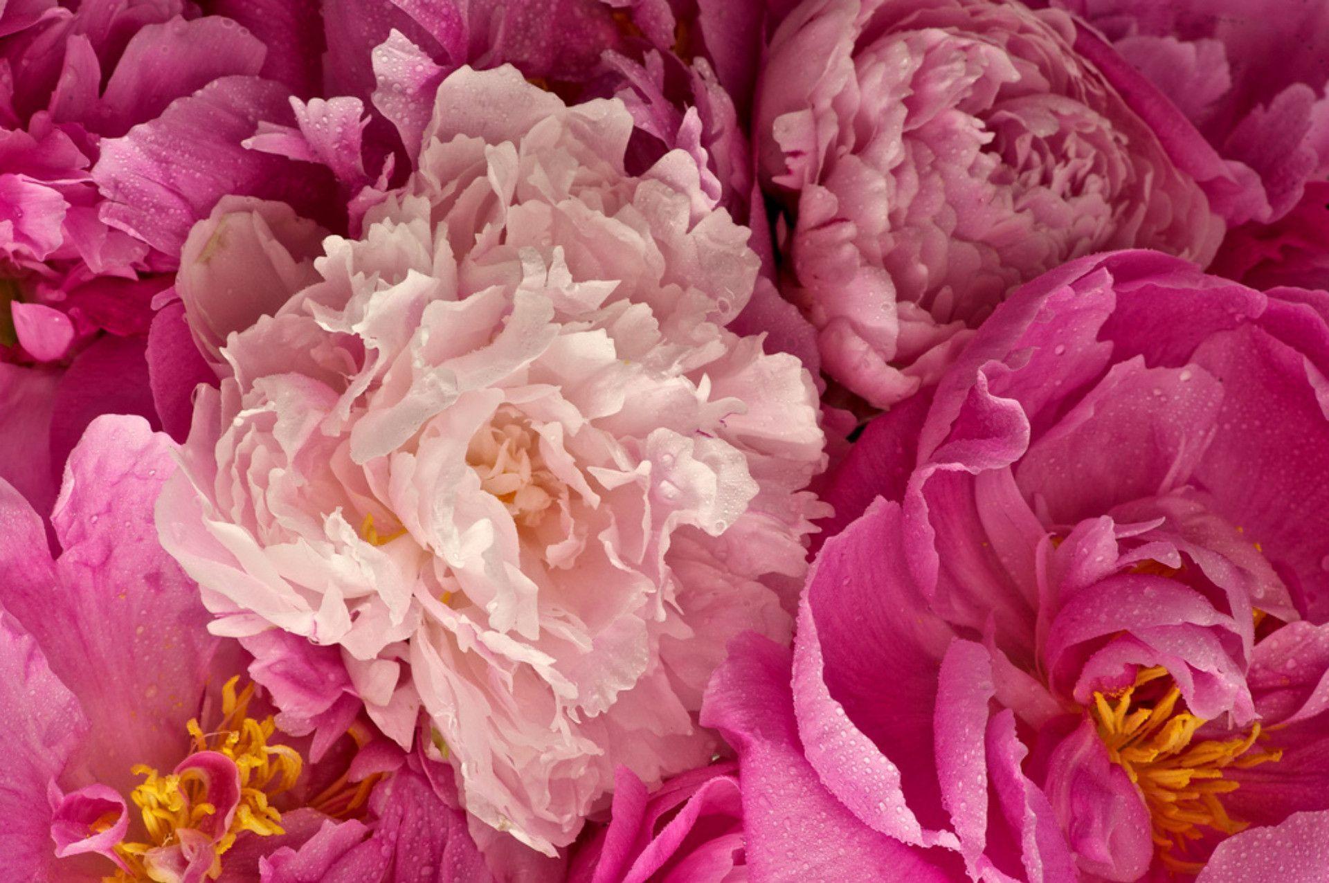 Outstanding Pink Peony Wide Wallpaper 1920x1276PX Peony