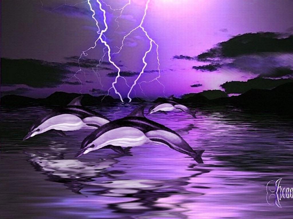 dolphin storm