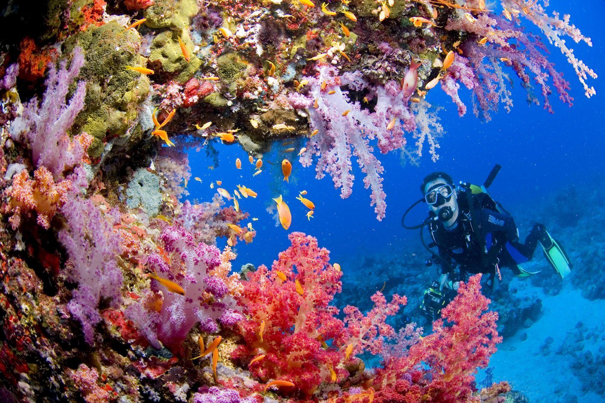 Sports scuba diving ocean sea underwater coral reef people