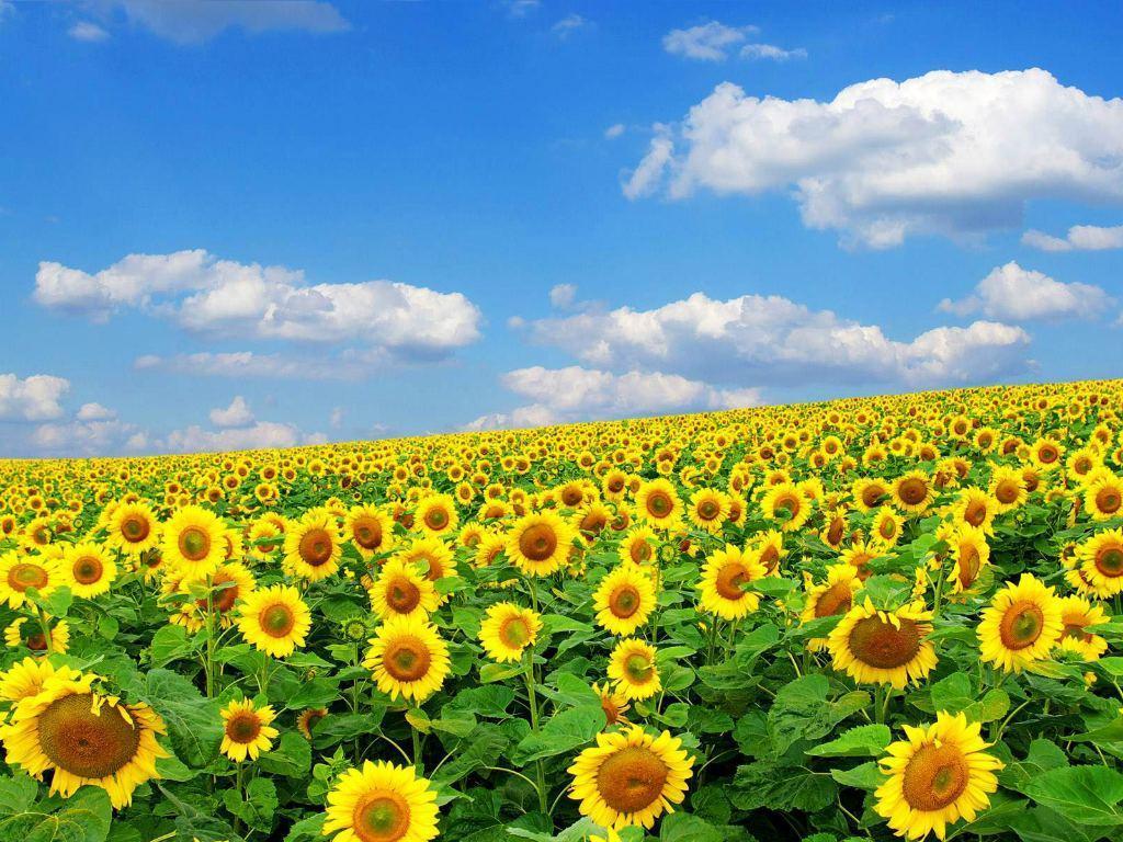 image For > Spring Flowers Desktop Background