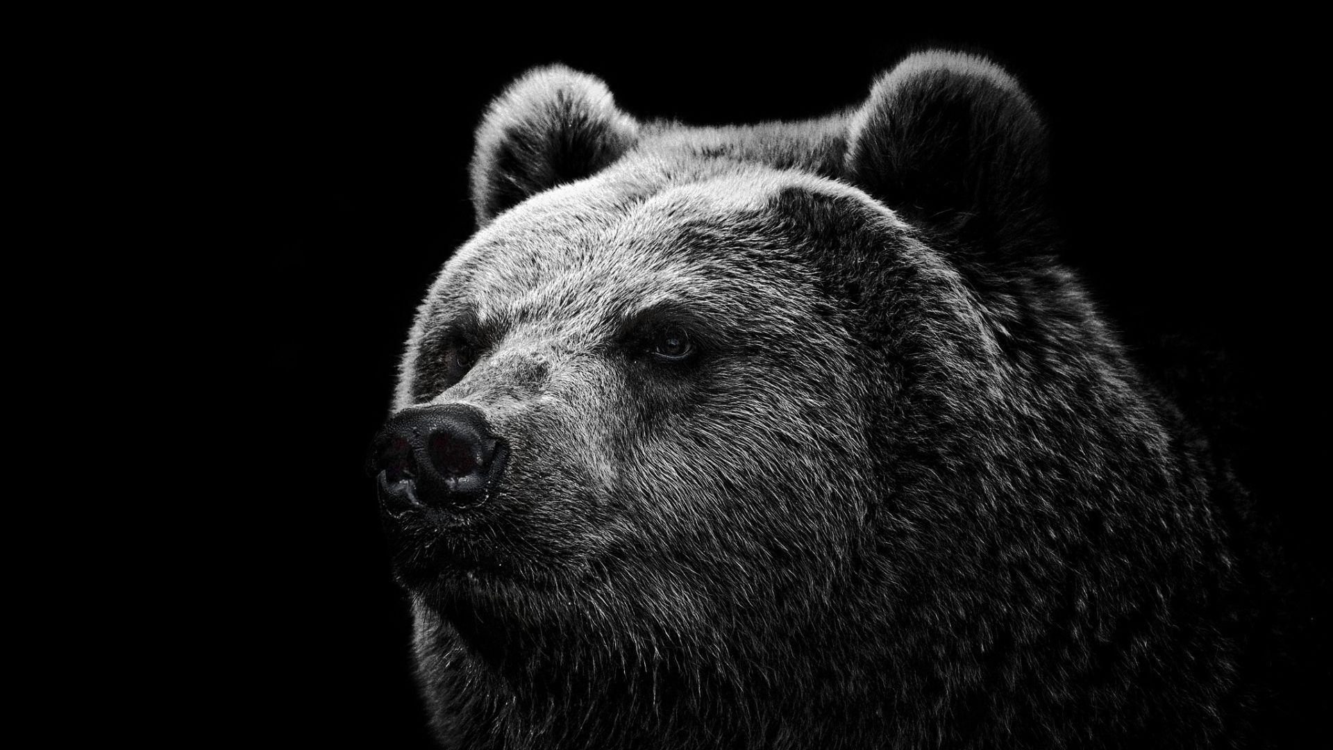 Grizzly Bear Backgrounds - Wallpaper Cave