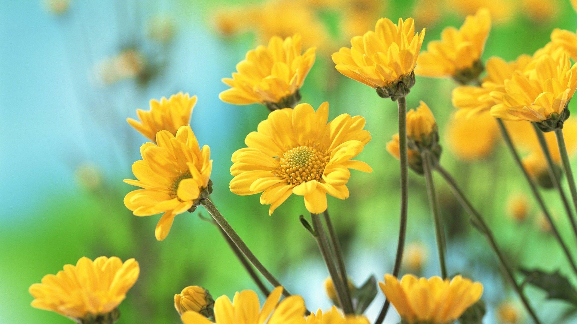Yellow Flowers Picture Background 1 HD Wallpaper