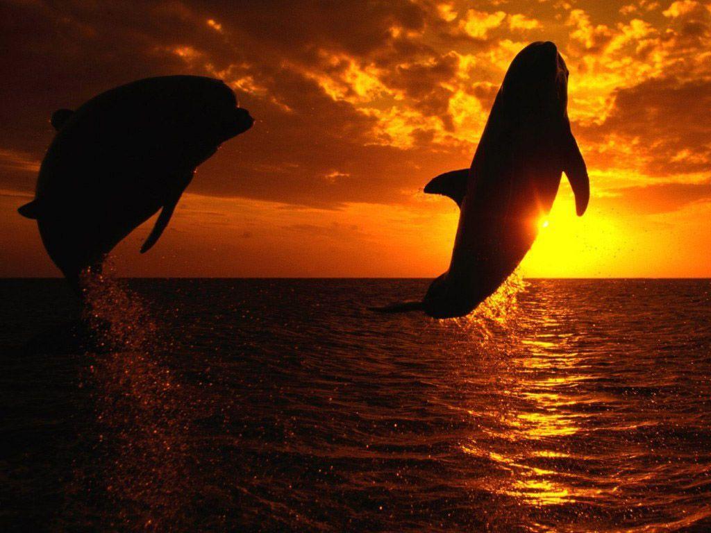 Killer Whale Photo Orca Wallpaper. HD Wallpaper , Background