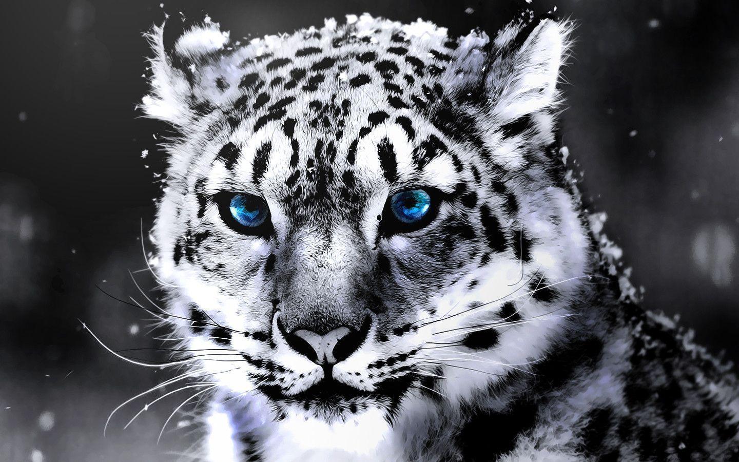Free White Tiger Desktop Animal Wallpaper