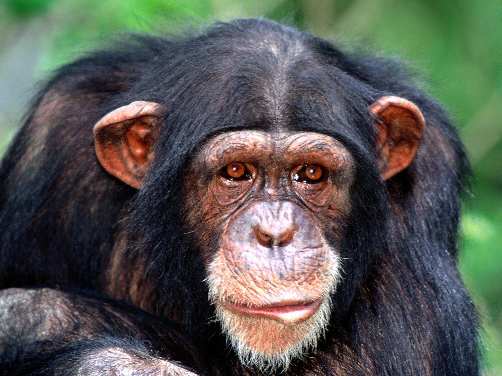 All Ears Chimpanzee wallpaper