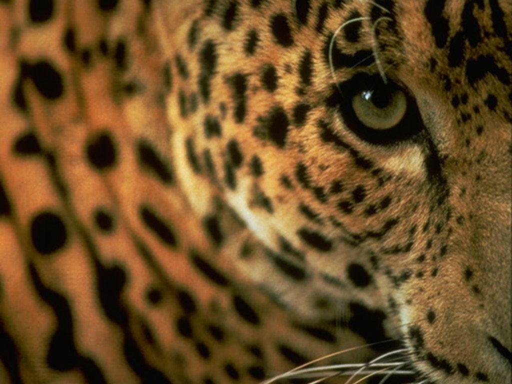 Delightful Wild Cats Wallpaper HD 1024x768PX Gorgeous Feline