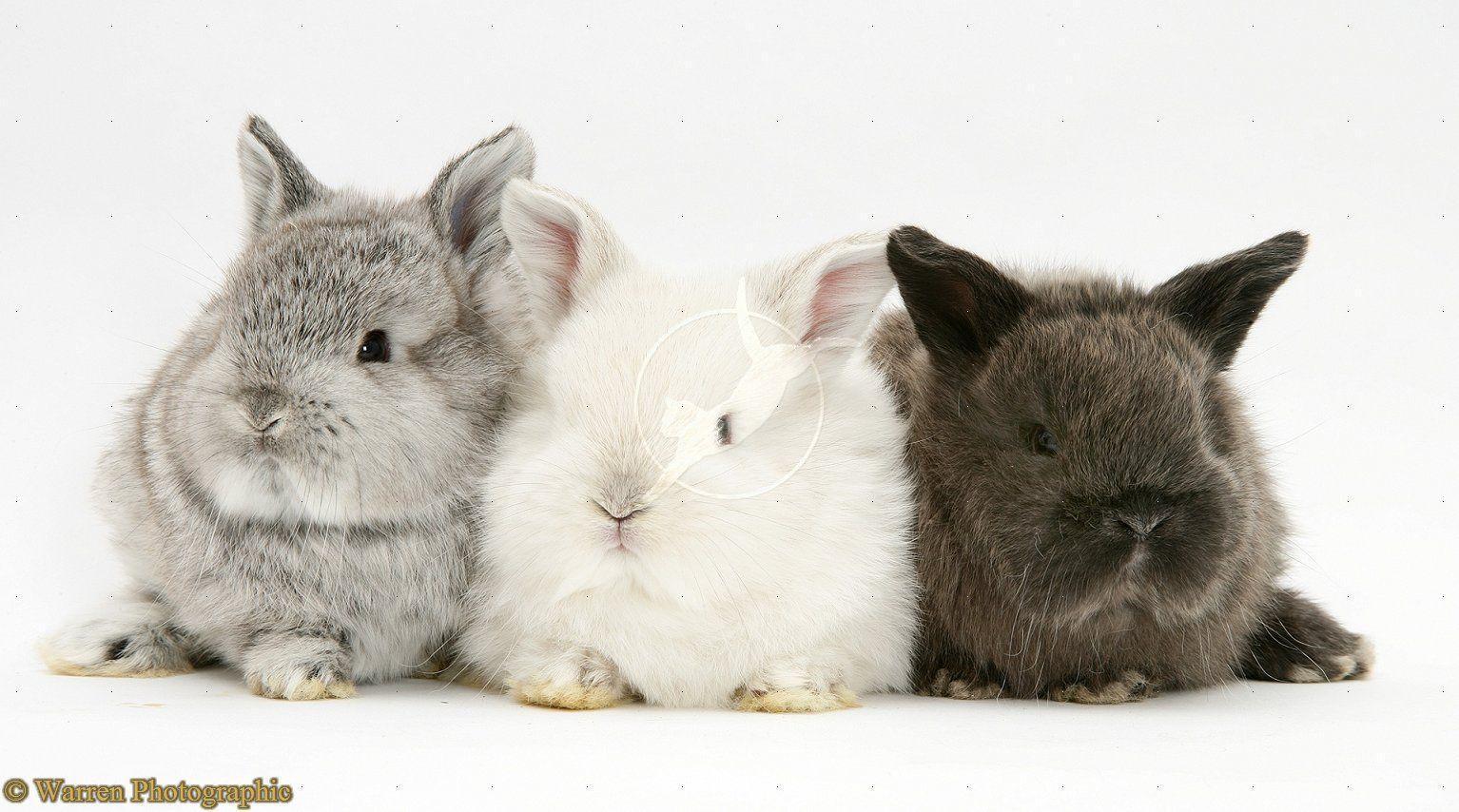 Cute Baby Rabbits Wallpaper HD Cute Baby Bunnies HD Wallpaper