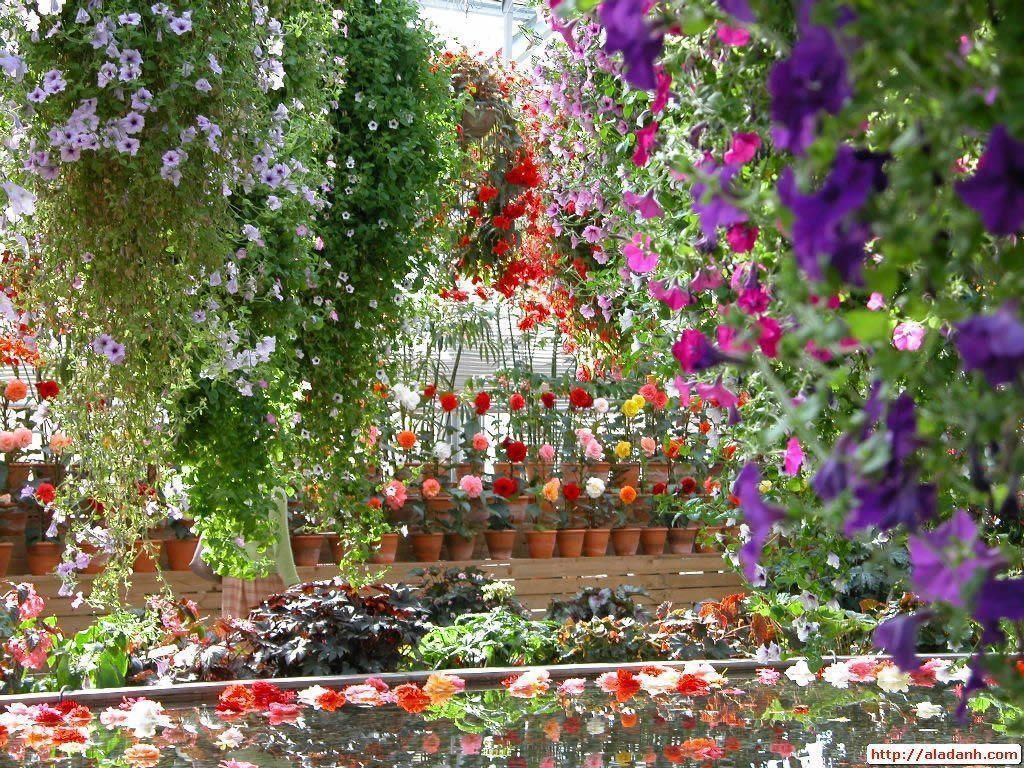 Flowers For > Beautiful Flower Garden Wallpaper