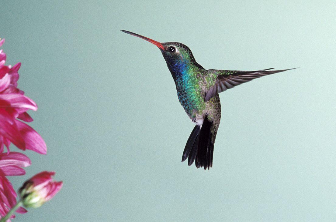 Hummingbirds HD Wallpaper. Humming birds New Image. Cool
