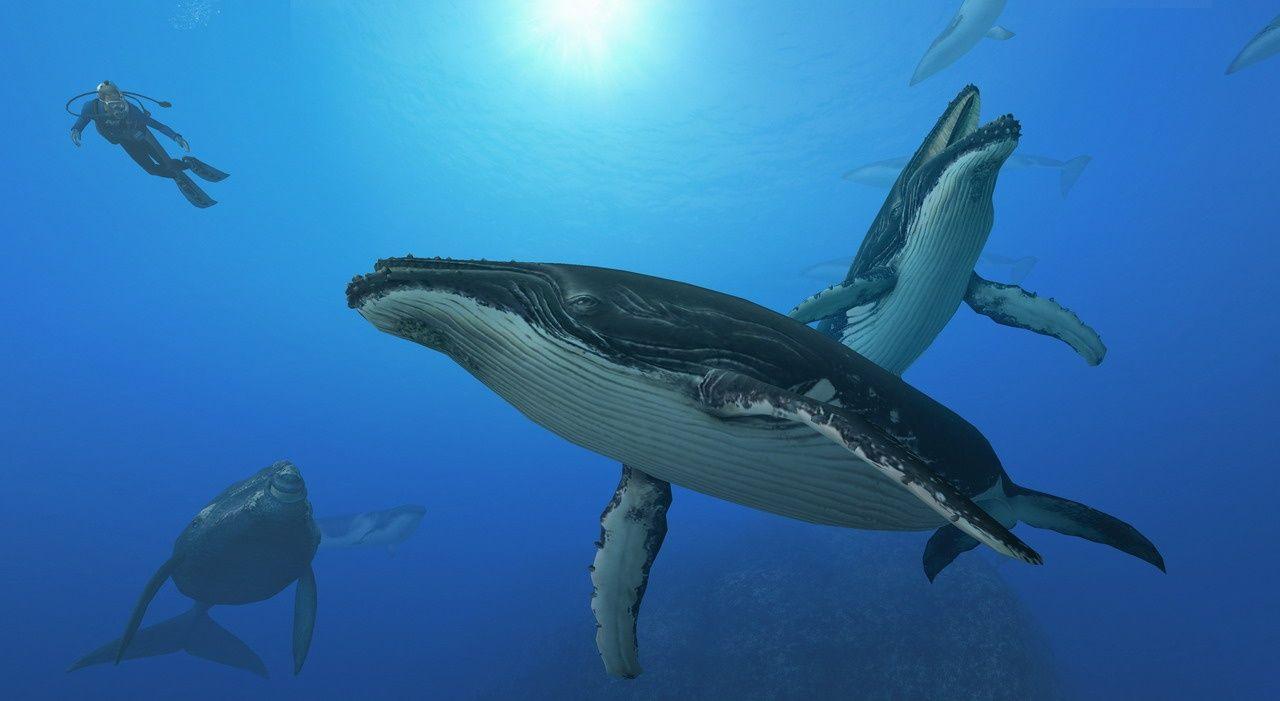 Endless Ocean 2 Whales Free Wallpaper Desktop. Whales, Whale