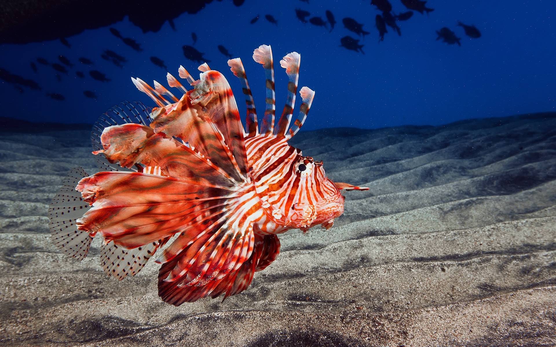HD Red Ocean Fish Wallpaper