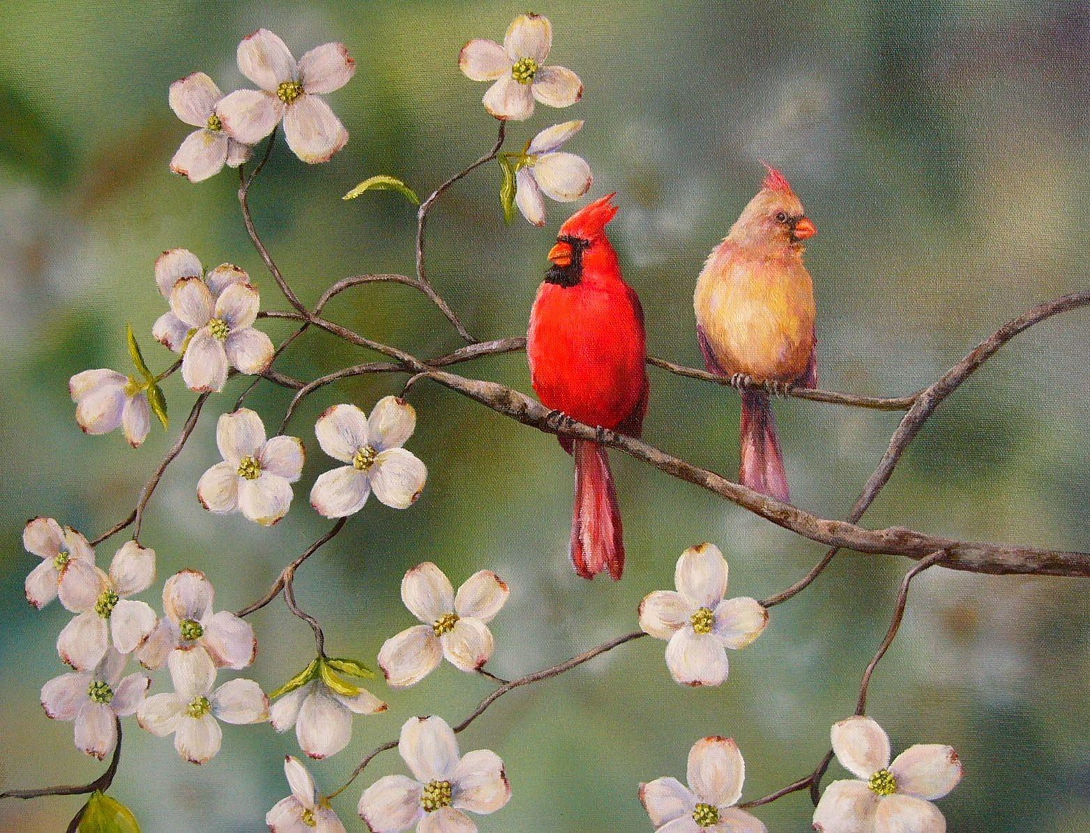 Print cardinal red bird dogwood flowers davis