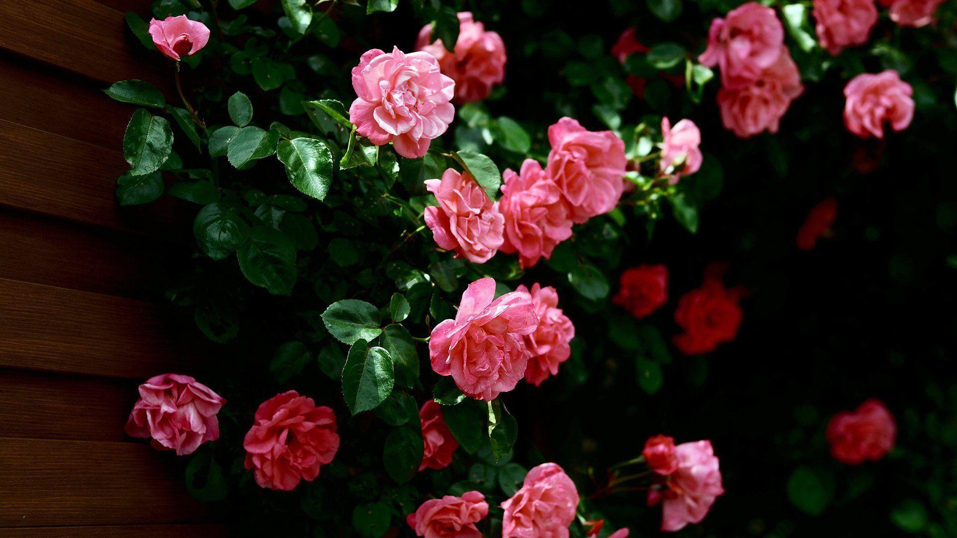 Wallpaper For > Rose Flower Wallpaper 3D