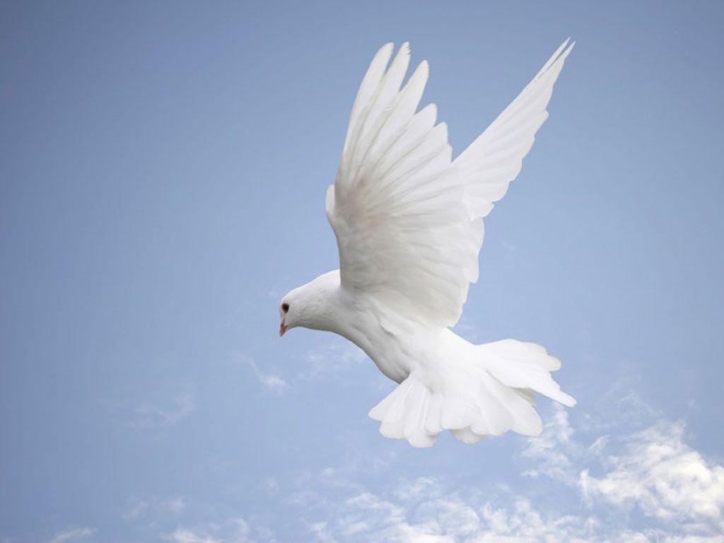 White Dove Car Picture