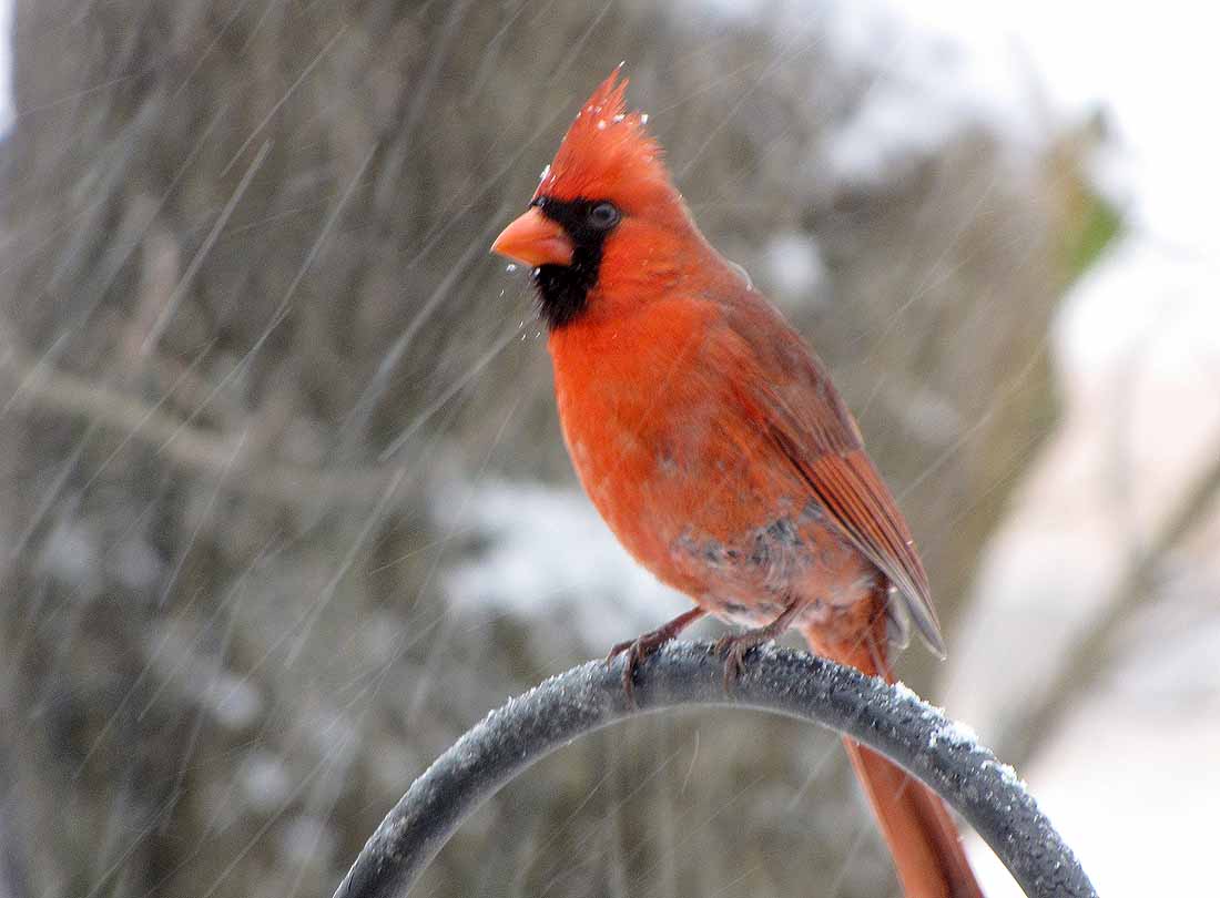 3D Cardinal Bird In Snowstorm Wallpaper Photo. Birds, Bird, Pic