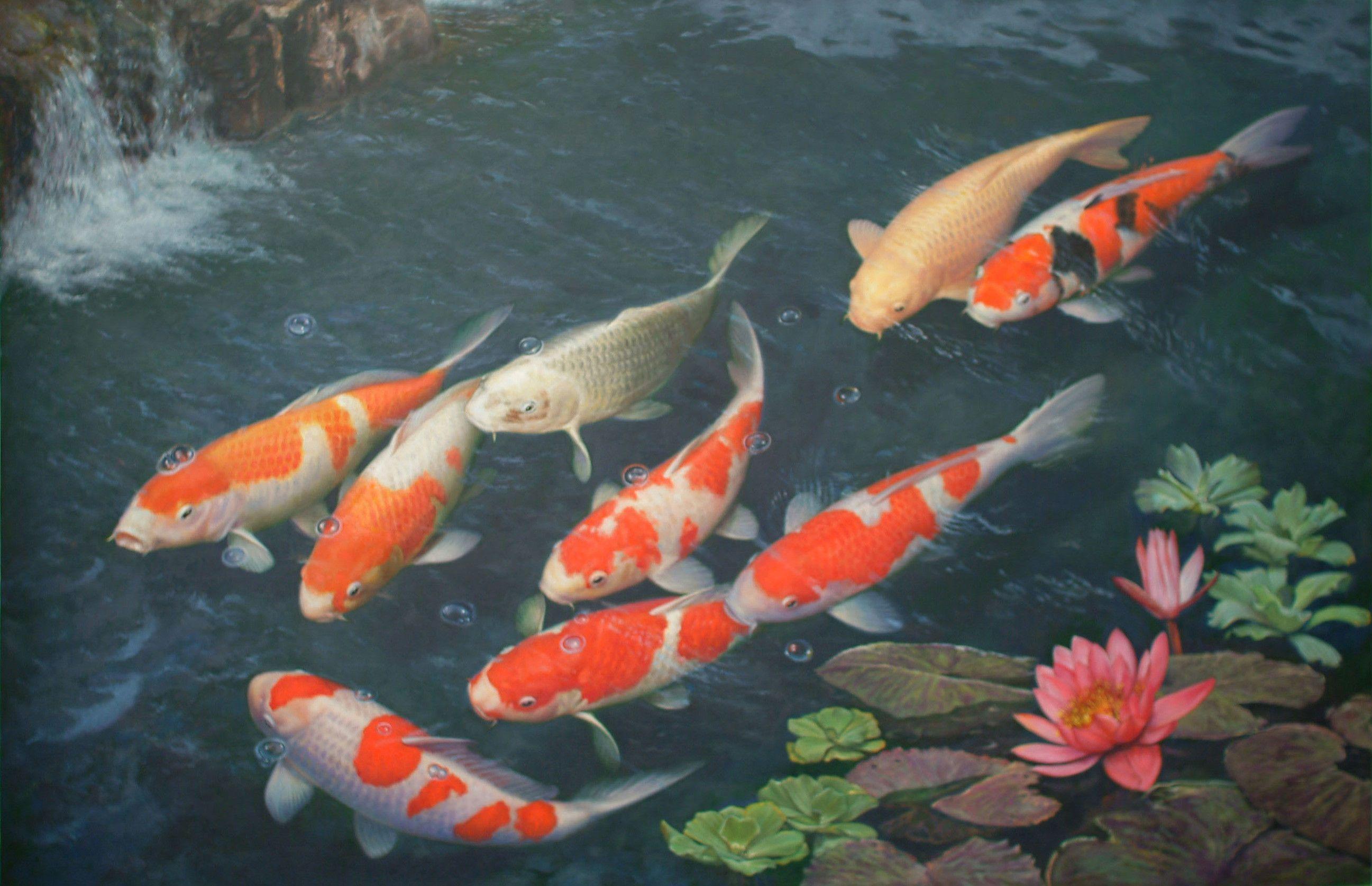 Koi fishes on the surface photo and wallpaper. Cute Koi fishes