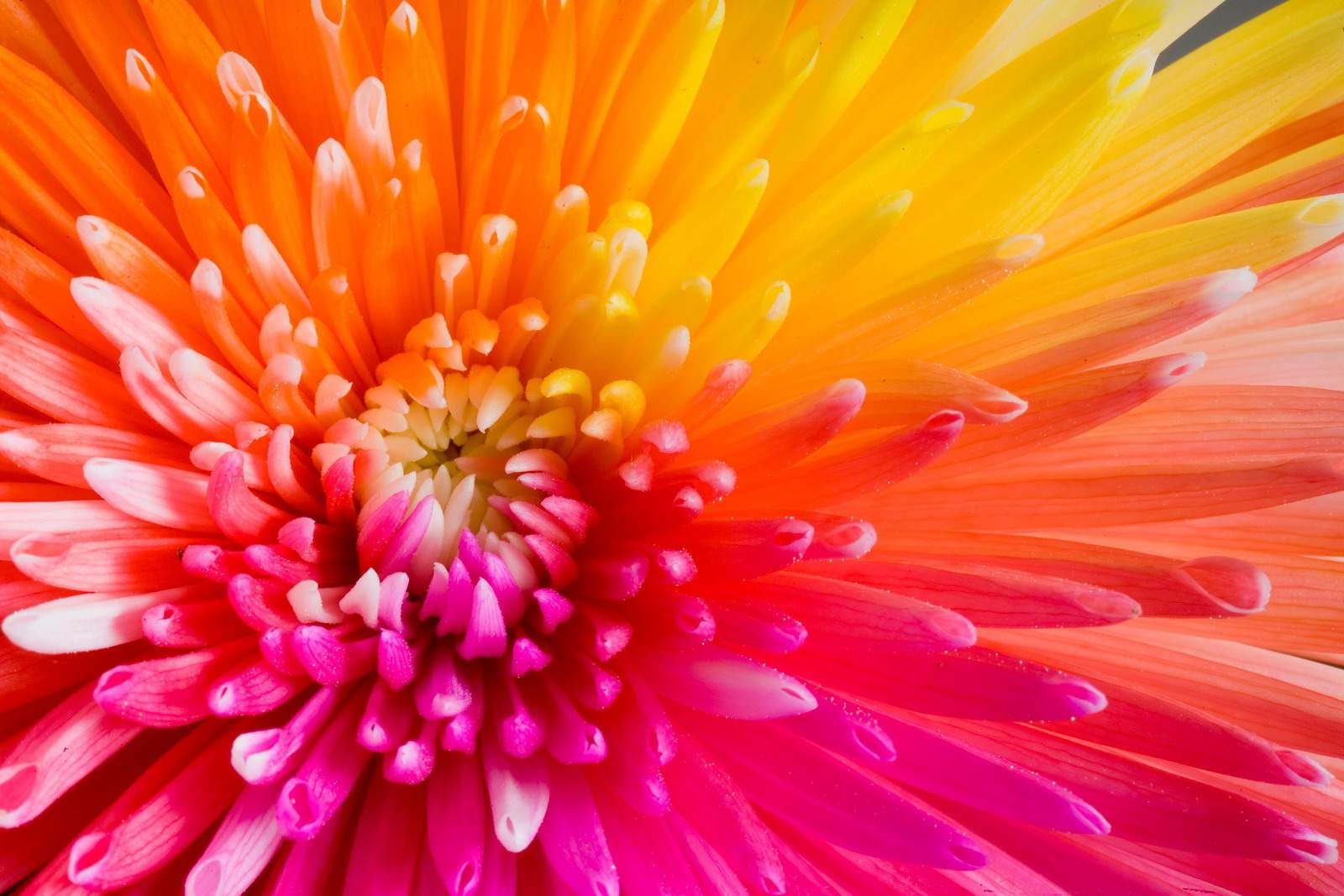 Colorful Flower Background HD Wallpaper Background