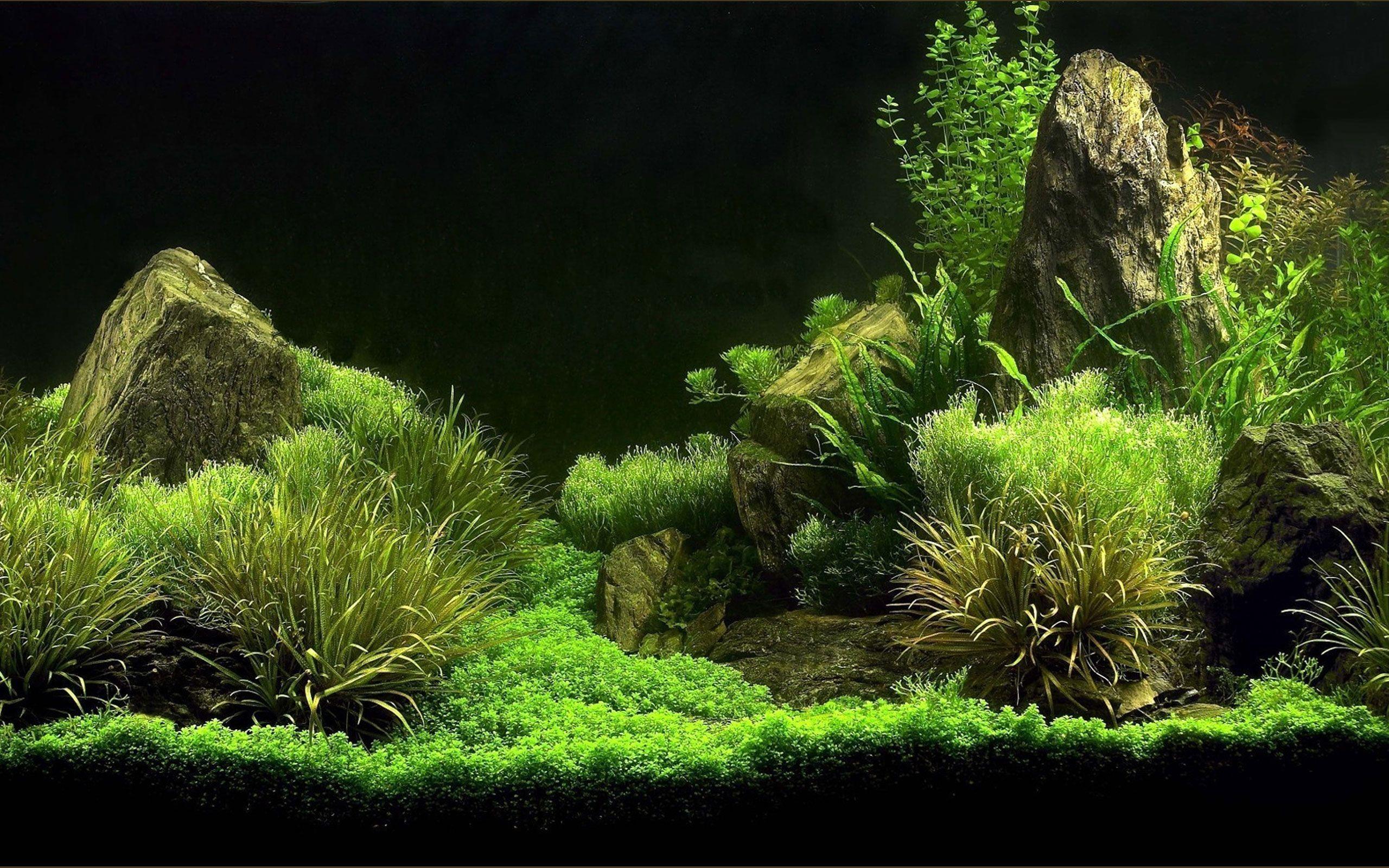 marine aquarium background