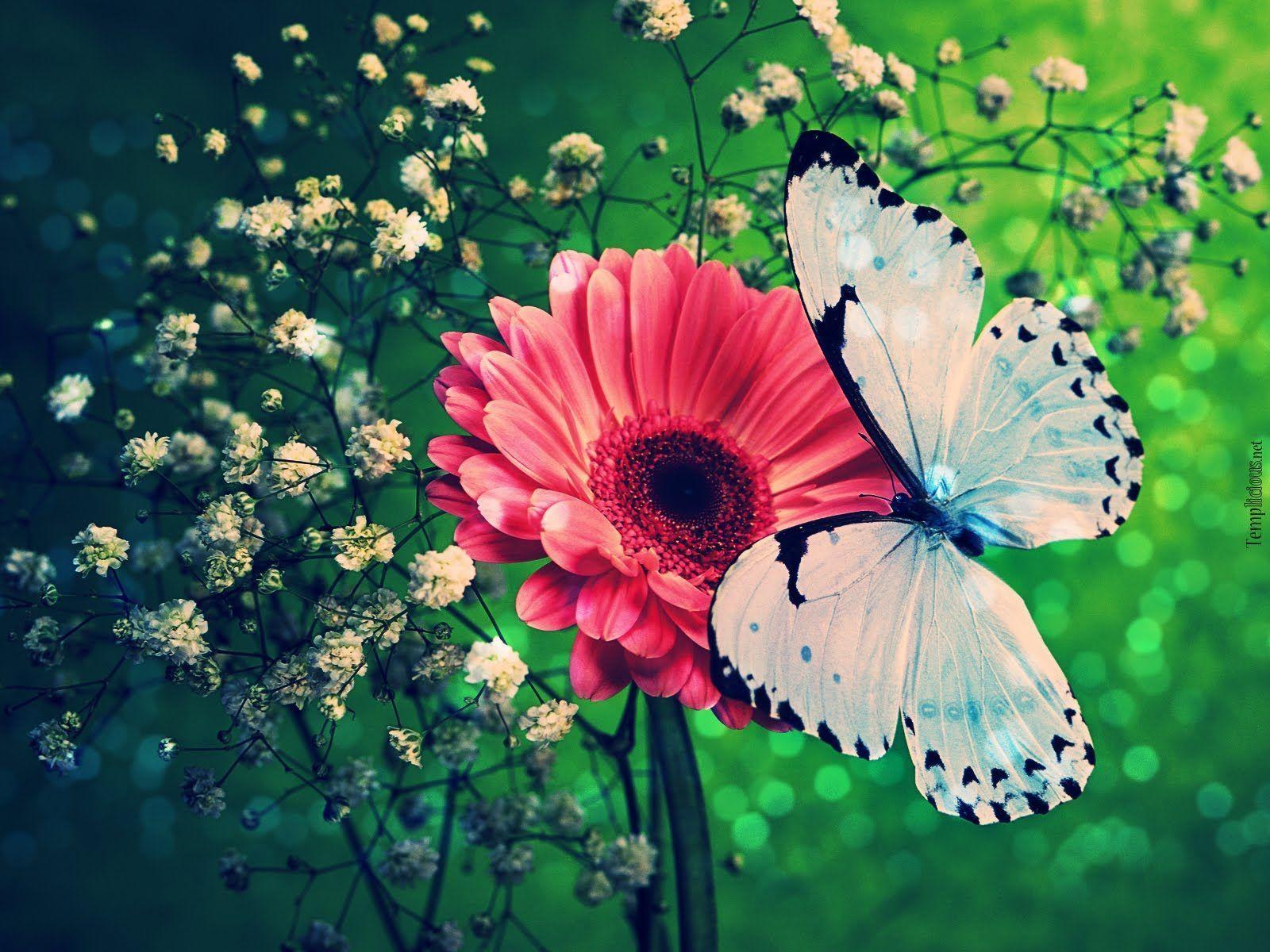 Flowers Butterfly Wallpaper